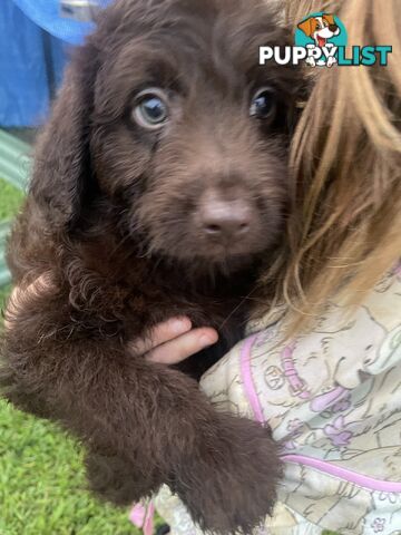 Beautiful Labradoodles- excellent with special needs children