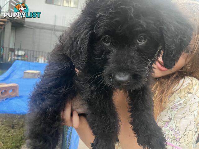 Beautiful Labradoodles- excellent with special needs children