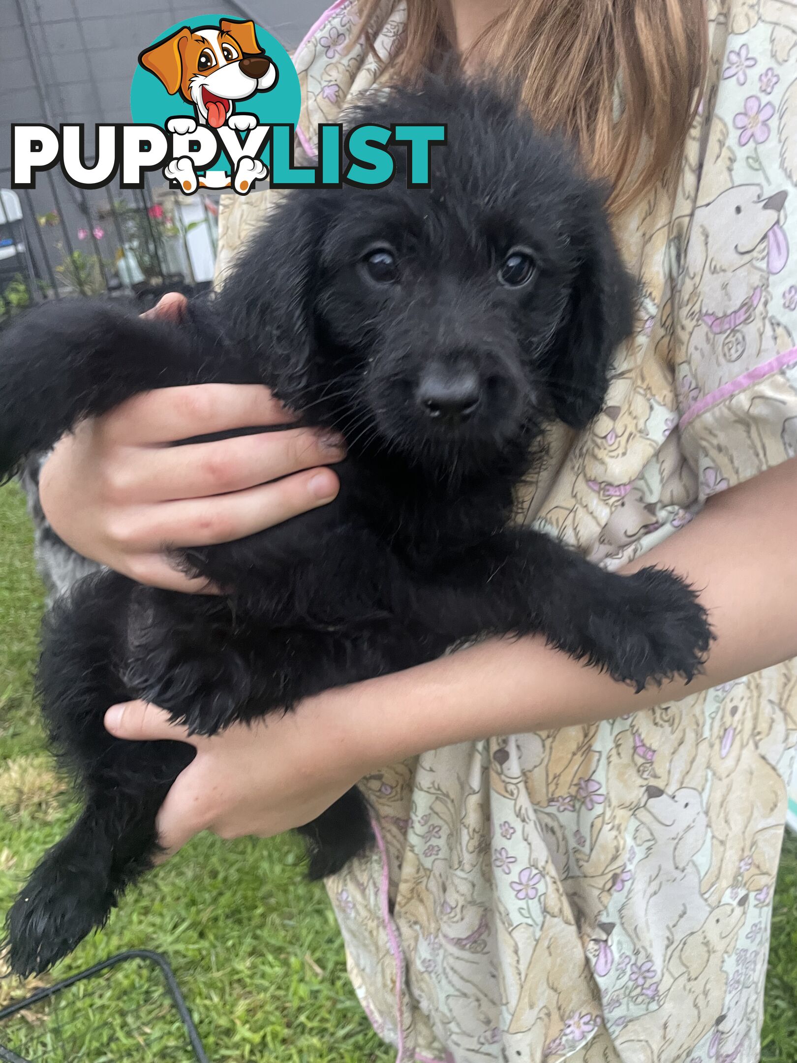 Beautiful Labradoodles- excellent with special needs children