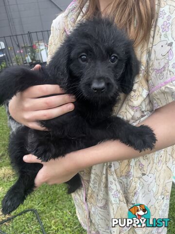 Beautiful Labradoodles- excellent with special needs children