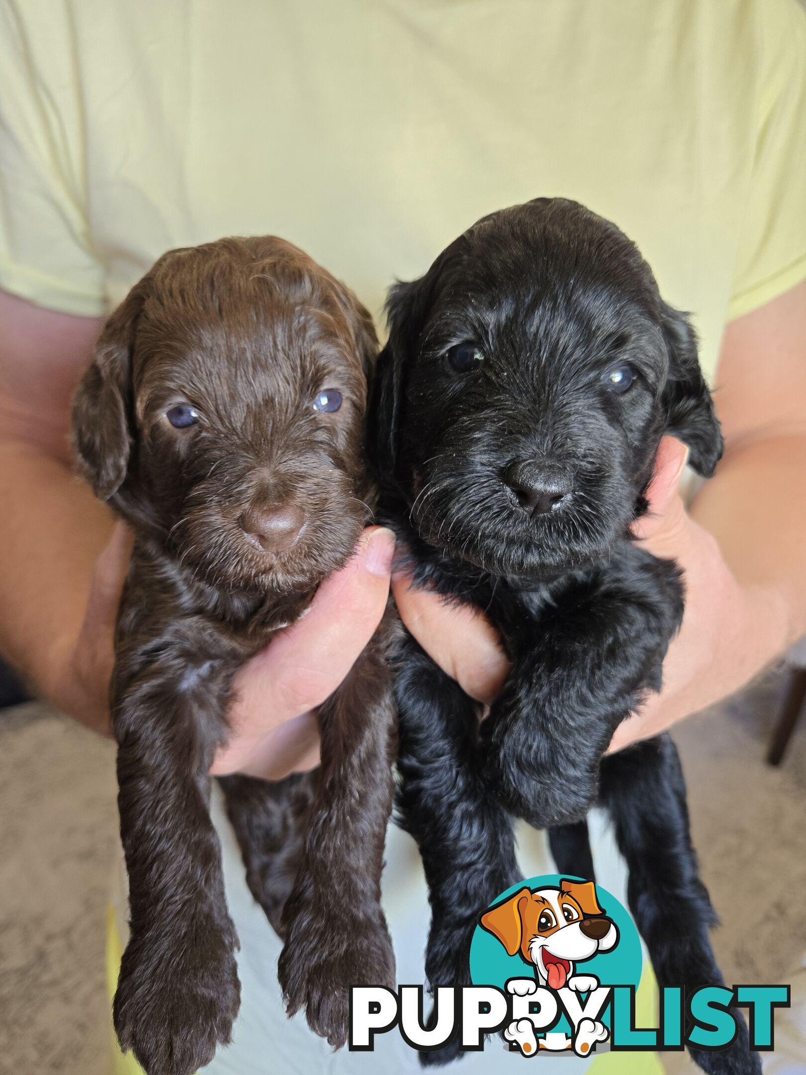 Labradoodles, multi gen, non shed fleece coats, DNA clear, mid size, Townsville