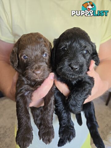 Labradoodles, multi gen, non shed fleece coats, DNA clear, mid size, Townsville