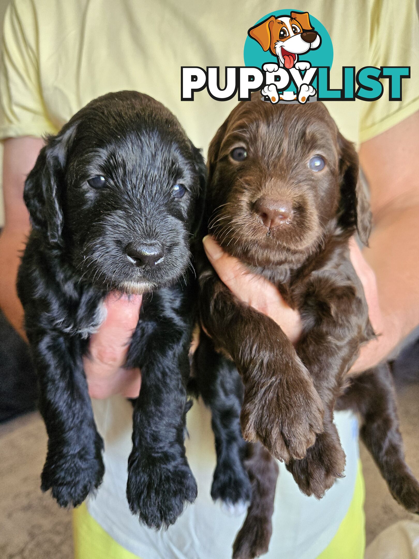 Labradoodles, multi gen, non shed fleece coats, DNA clear, mid size, Townsville