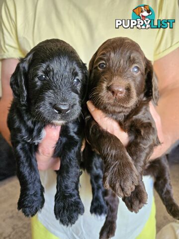 Labradoodles, multi gen, non shed fleece coats, DNA clear, mid size, Townsville