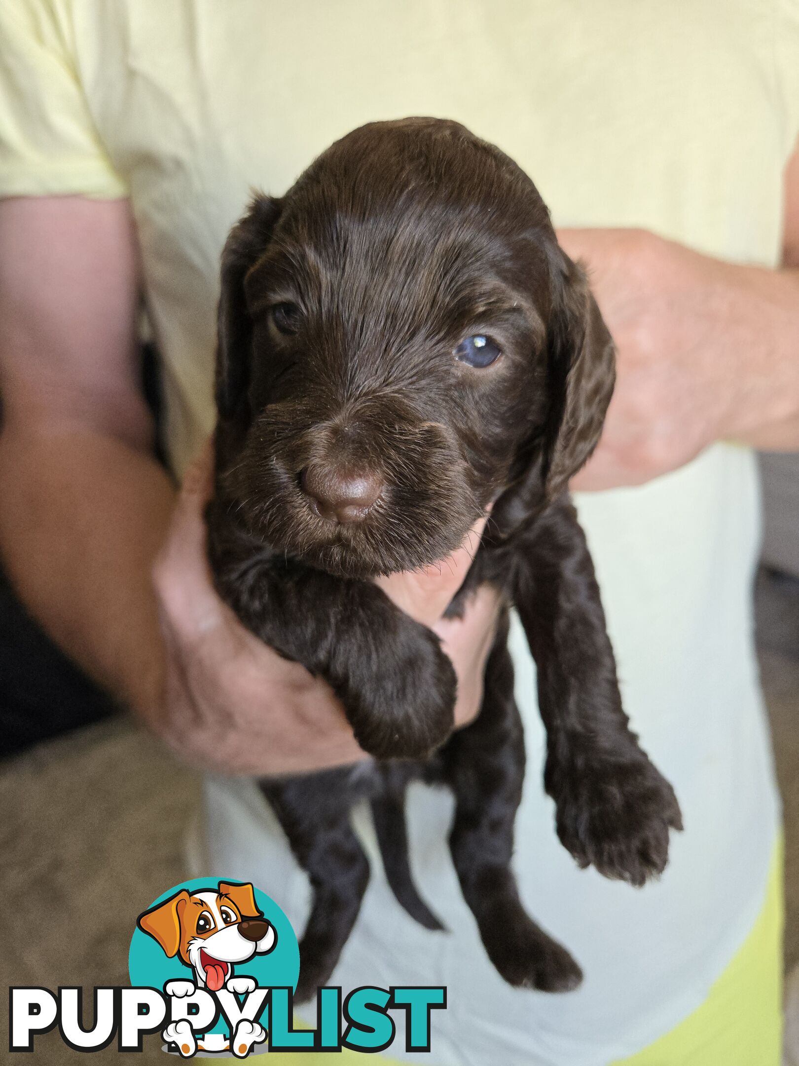 Labradoodles, multi gen, non shed fleece coats, DNA clear, mid size, Townsville