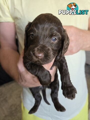 Labradoodles, multi gen, non shed fleece coats, DNA clear, mid size, Townsville