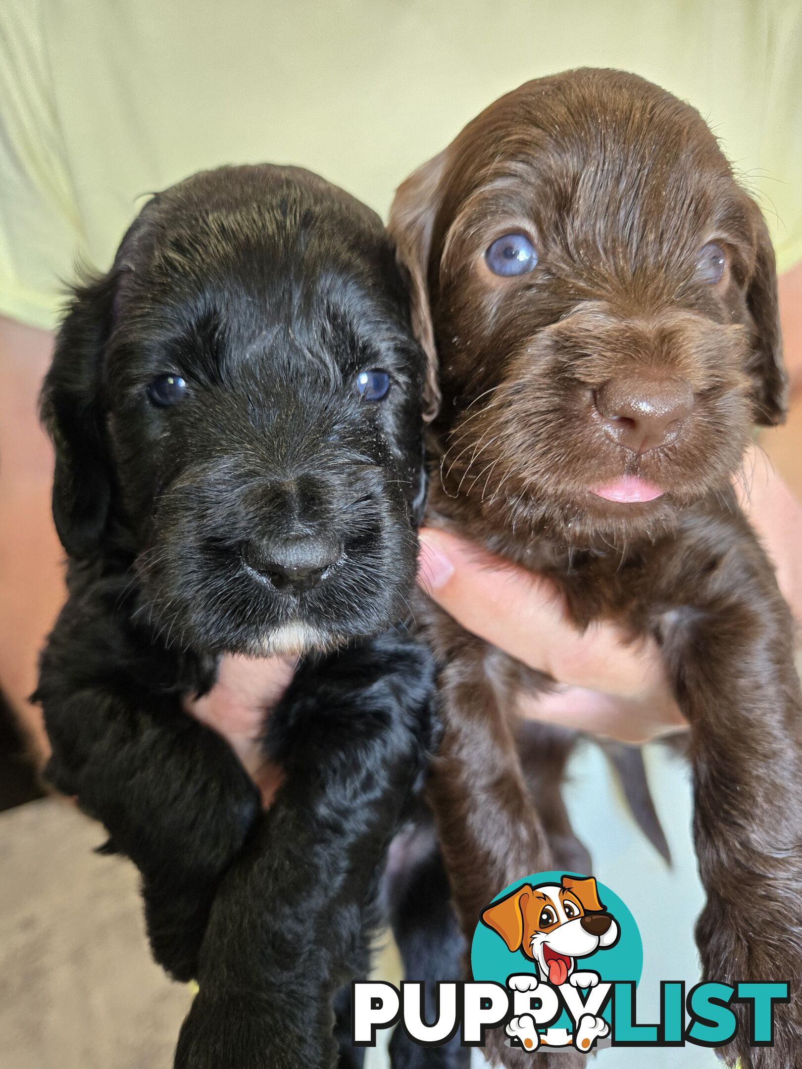 Labradoodles, multi gen, non shed fleece coats, DNA clear, mid size, Townsville