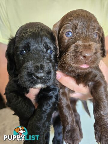 Labradoodles, multi gen, non shed fleece coats, DNA clear, mid size, Townsville