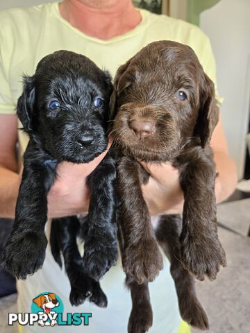 Labradoodles, multi gen, non shed fleece coats, DNA clear, mid size, Townsville