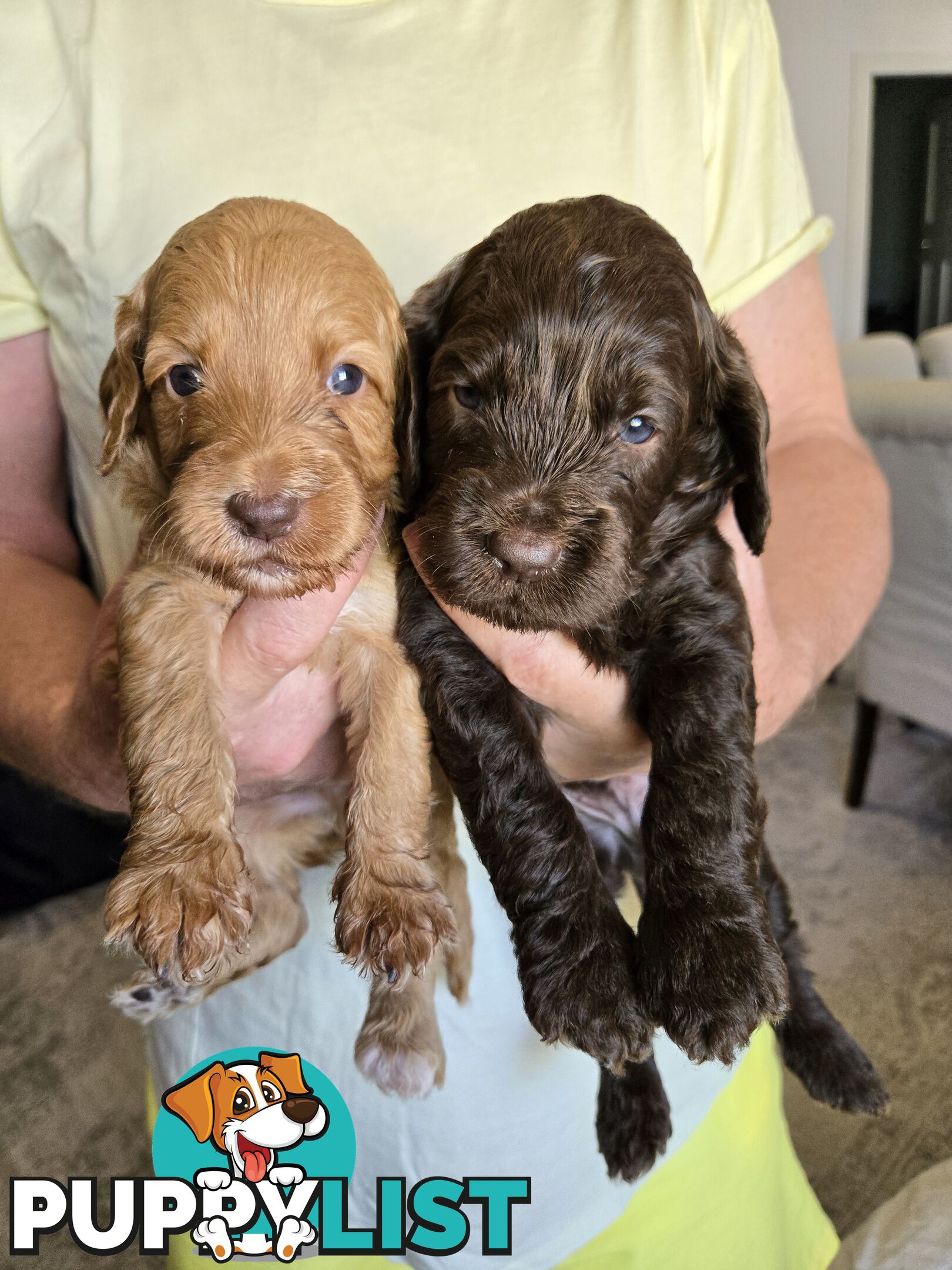 Labradoodles, multi gen, non shed fleece coats, DNA clear, mid size, Townsville