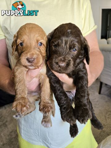 Labradoodles, multi gen, non shed fleece coats, DNA clear, mid size, Townsville