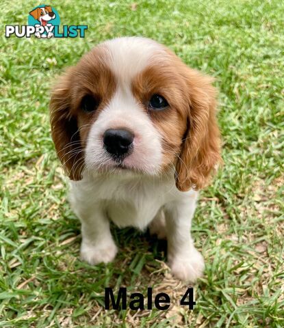 Cavalier King Charles Pedigree males and female