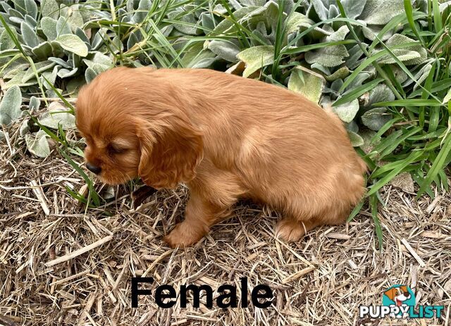 Cavalier King Charles Pedigree males and female