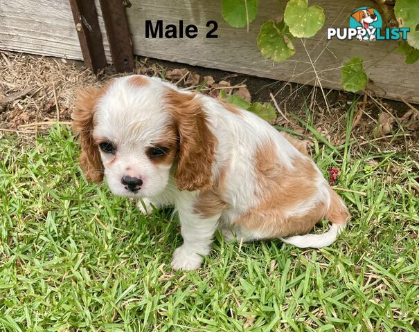 Cavalier King Charles Pedigree males and female