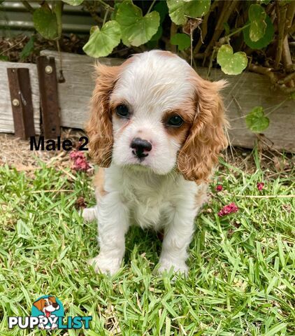 Cavalier King Charles Pedigree males