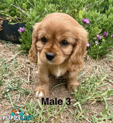 Cavalier King Charles Pedigree males and female