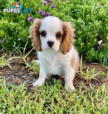 Cavalier King Charles Pedigree male