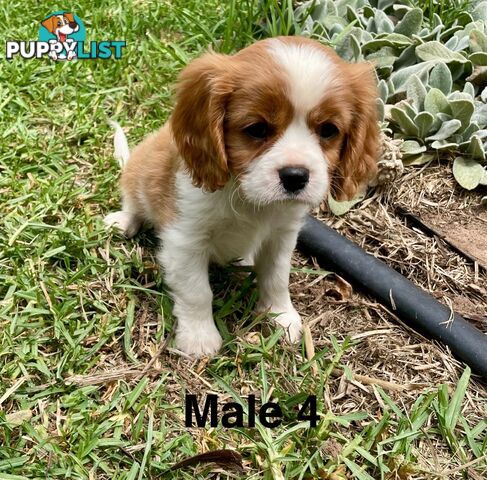 Cavalier King Charles Pedigree males and female