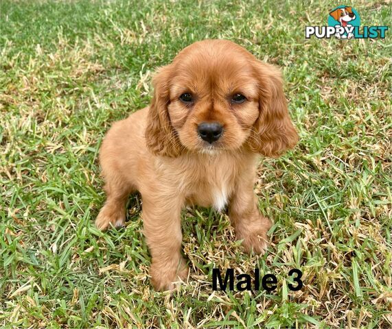 Cavalier King Charles Pedigree males and female