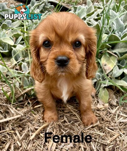 Cavalier King Charles Pedigree males and female