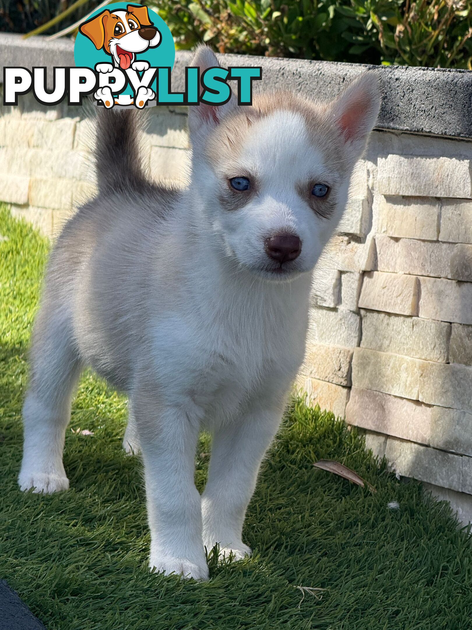 Purebred Siberian Husky Puppies for Sale