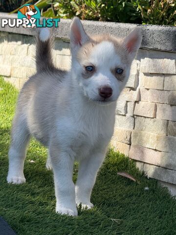 Purebred Siberian Husky Puppies for Sale