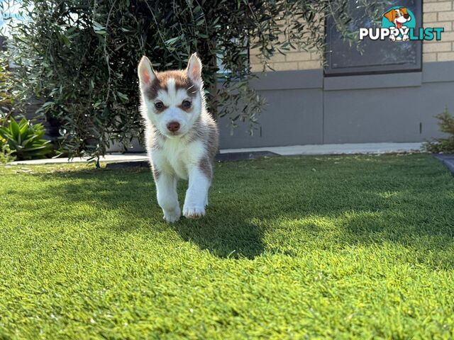 Purebred Siberian Husky Puppies for Sale