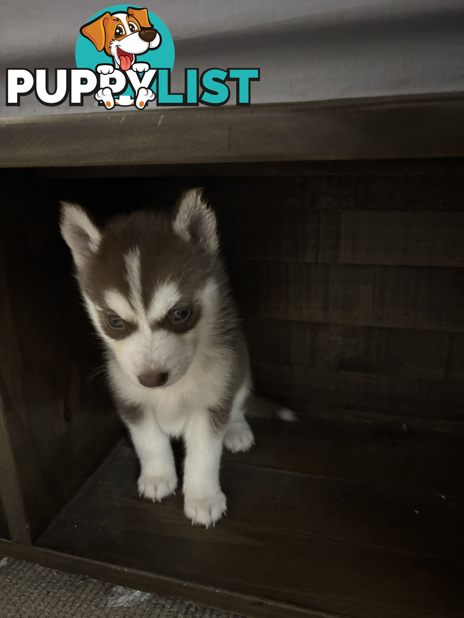 Purebred Siberian Husky Puppies for Sale