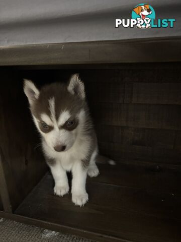 Purebred Siberian Husky Puppies for Sale