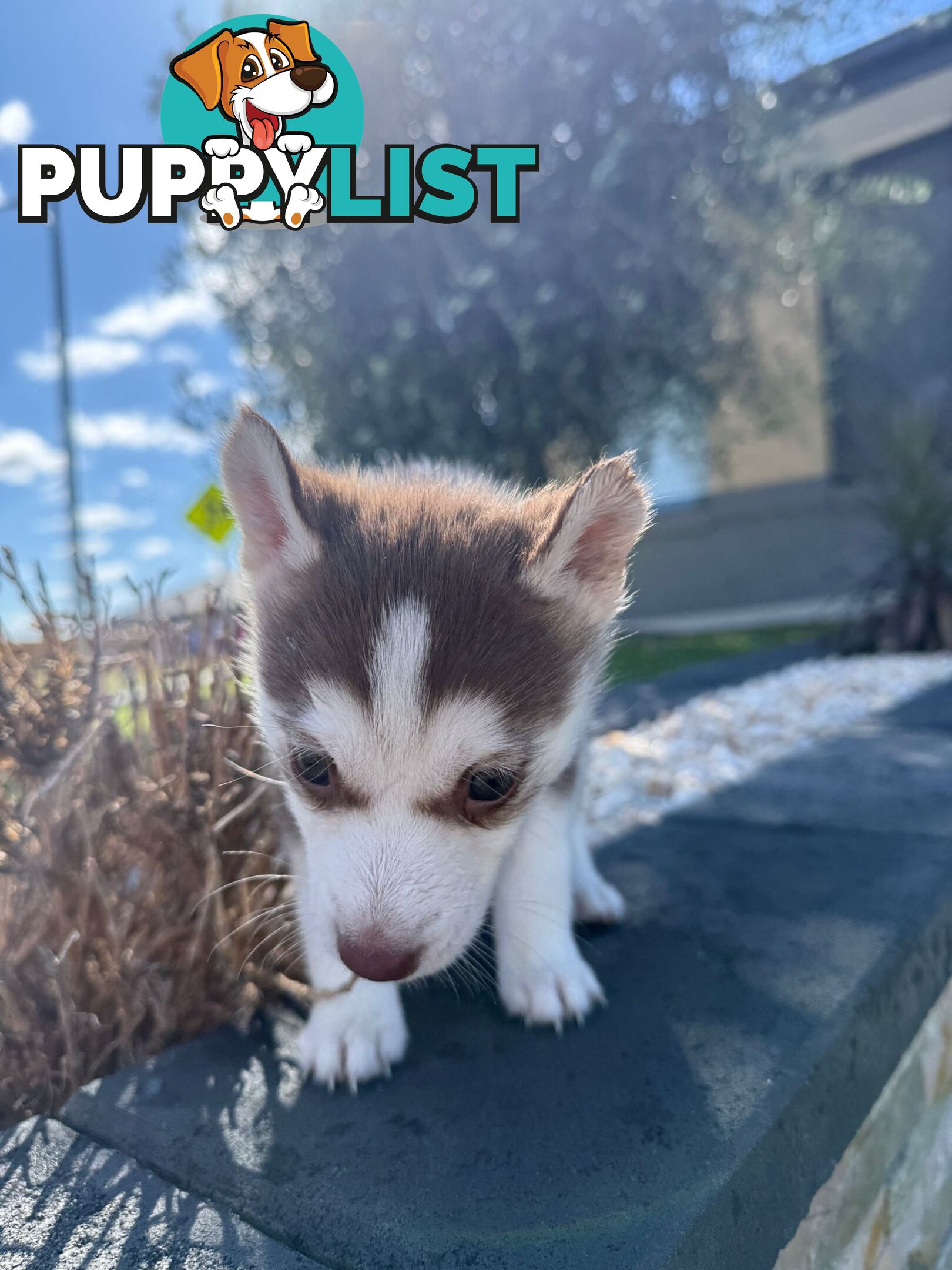 Purebred Siberian Husky Puppies for Sale