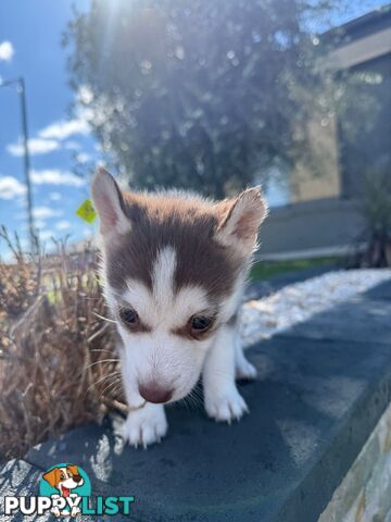 Purebred Siberian Husky Puppies for Sale