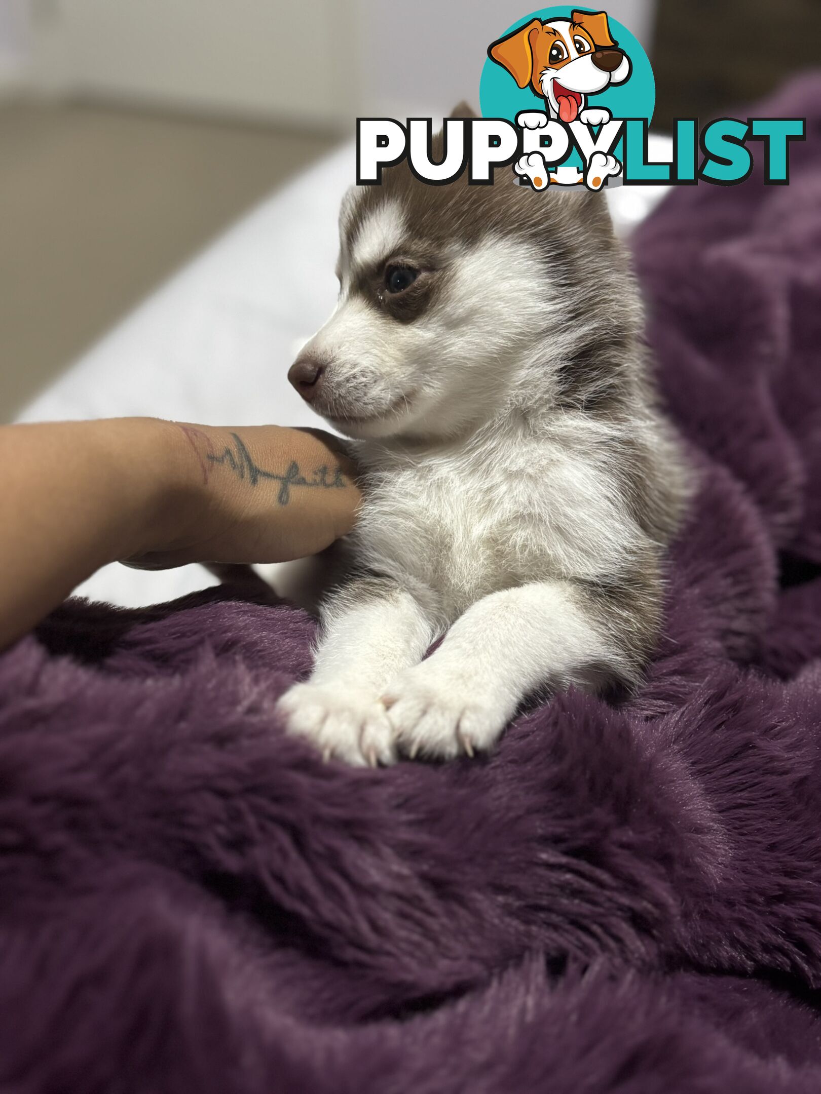 Purebred Siberian Husky Puppies for Sale