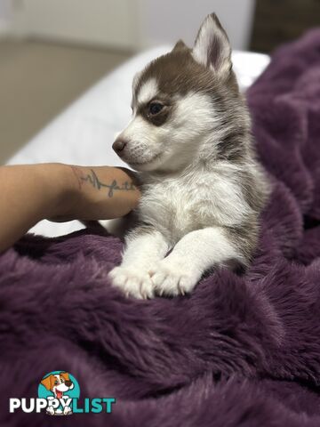 Purebred Siberian Husky Puppies for Sale