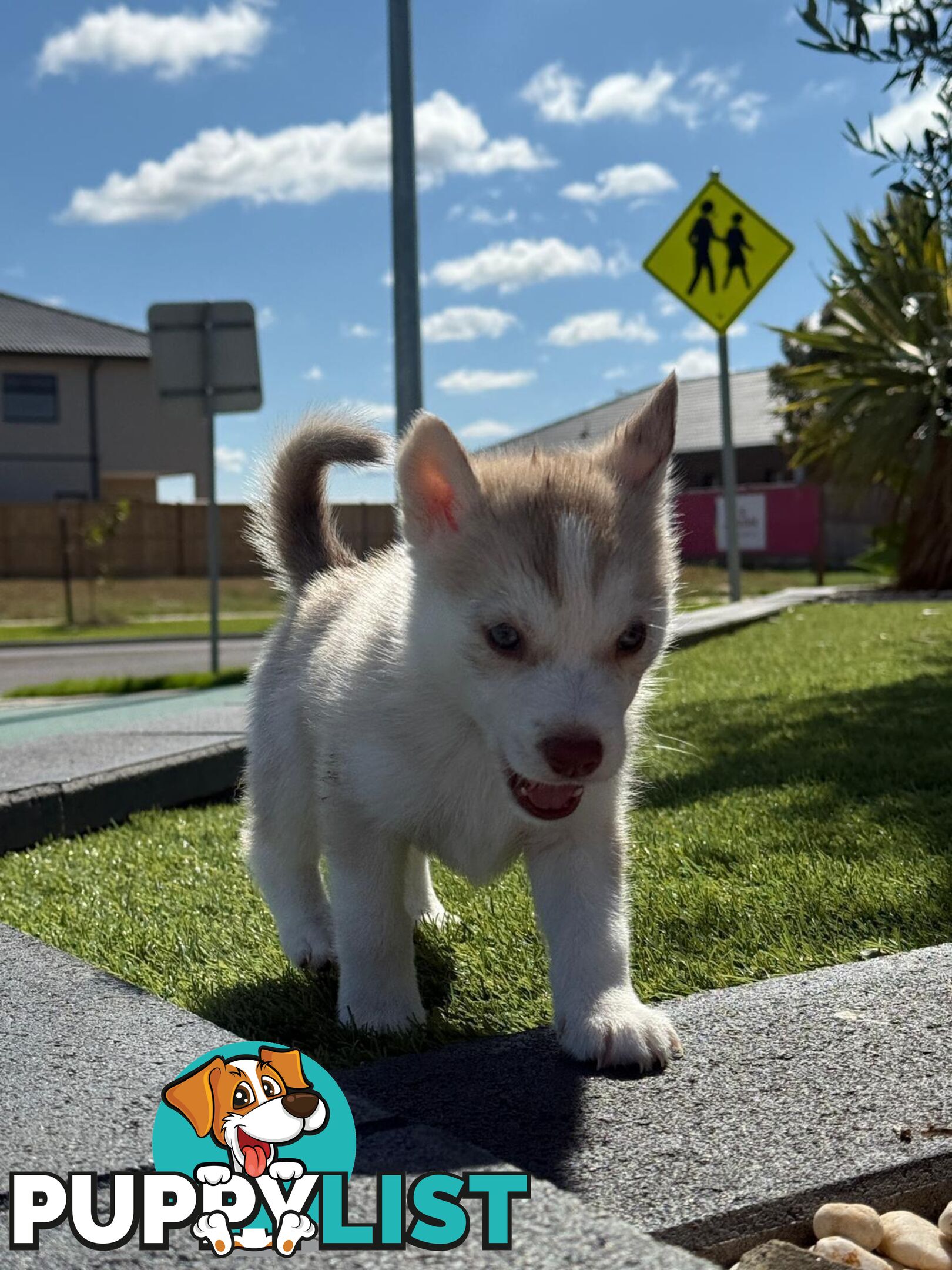 Purebred Siberian Husky Puppies for Sale