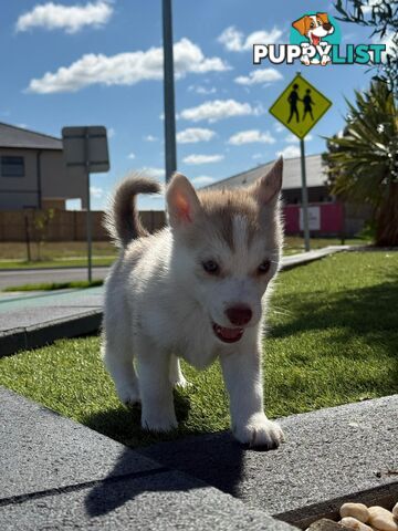 Purebred Siberian Husky Puppies for Sale