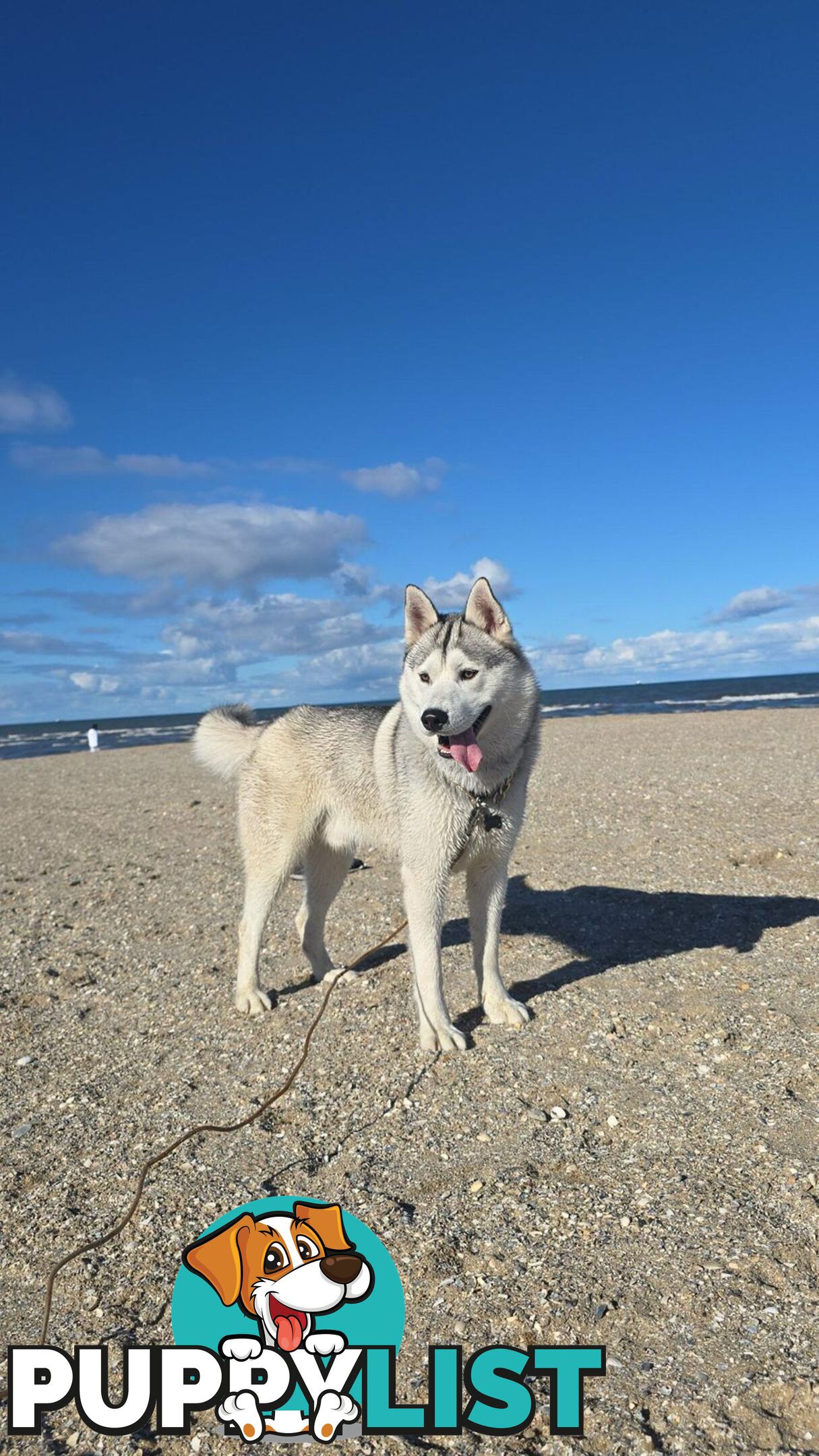 Purebred Siberian Husky Puppies for Sale