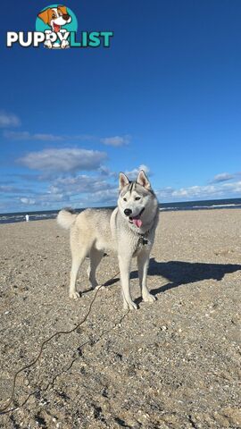 Purebred Siberian Husky Puppies for Sale