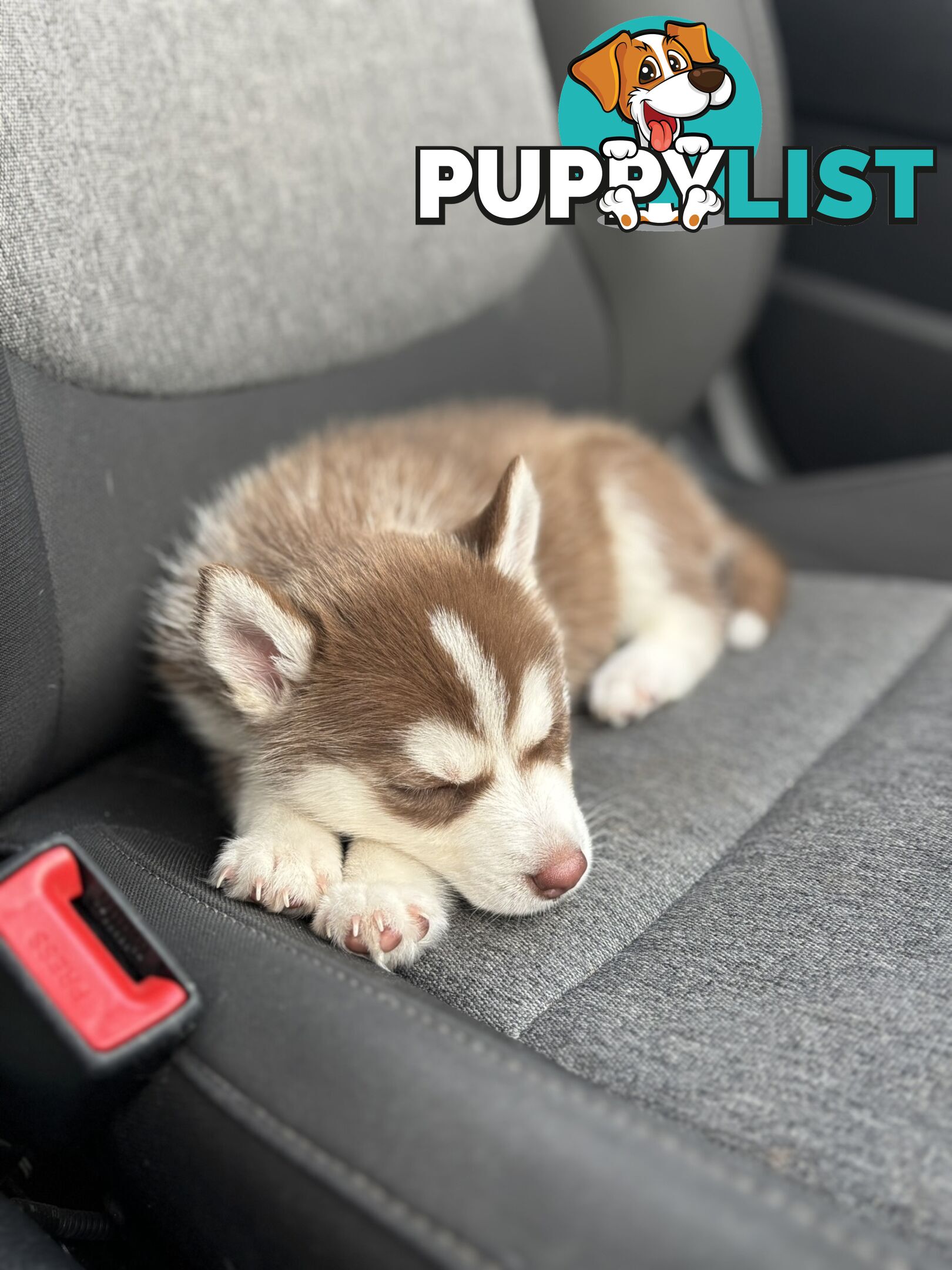 Purebred Siberian Husky Puppies for Sale