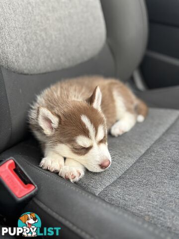 Purebred Siberian Husky Puppies for Sale