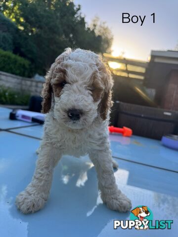 Standard Parti  Poodle Ready For Forever Home