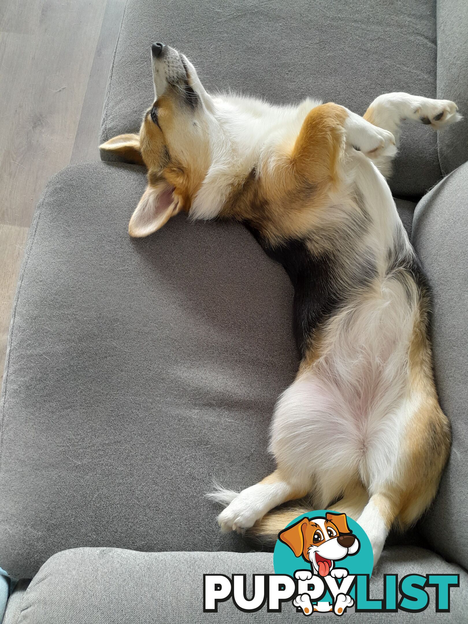 Corgi puppy