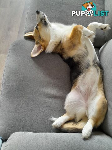 Corgi puppy