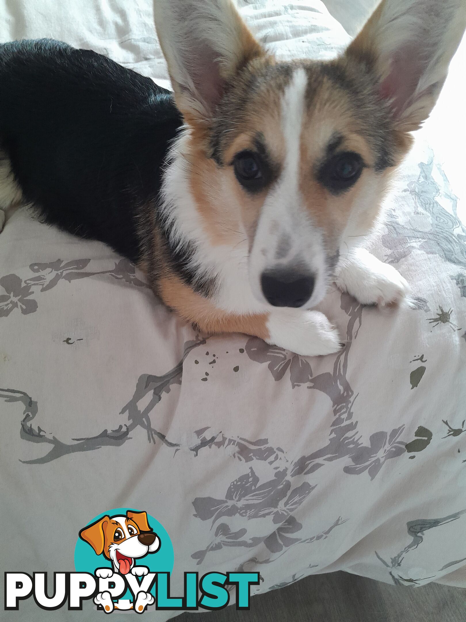 Corgi puppy