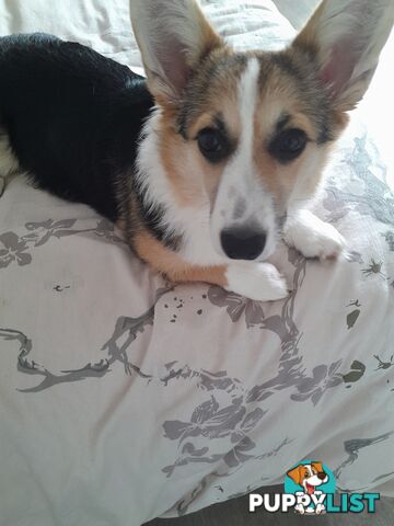 Corgi puppy