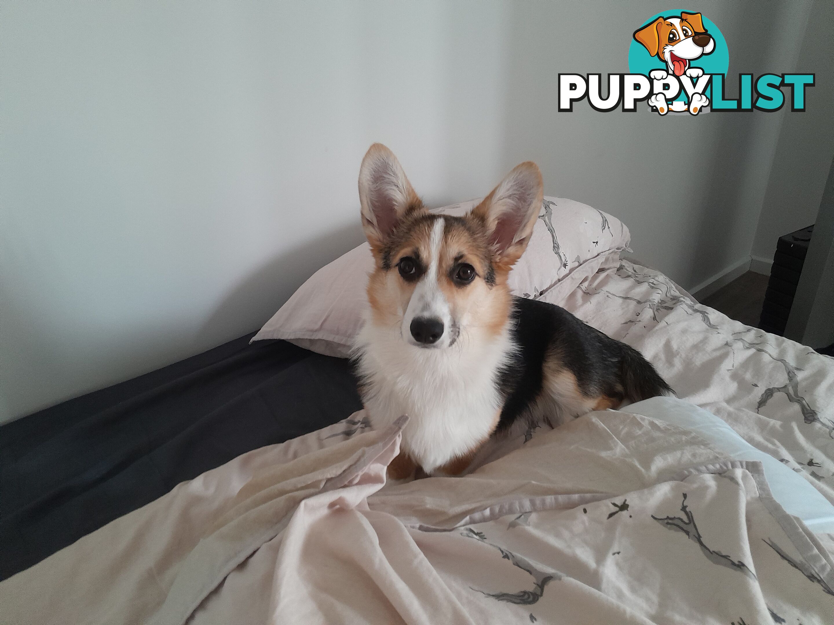 Corgi puppy