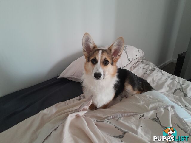 Corgi puppy