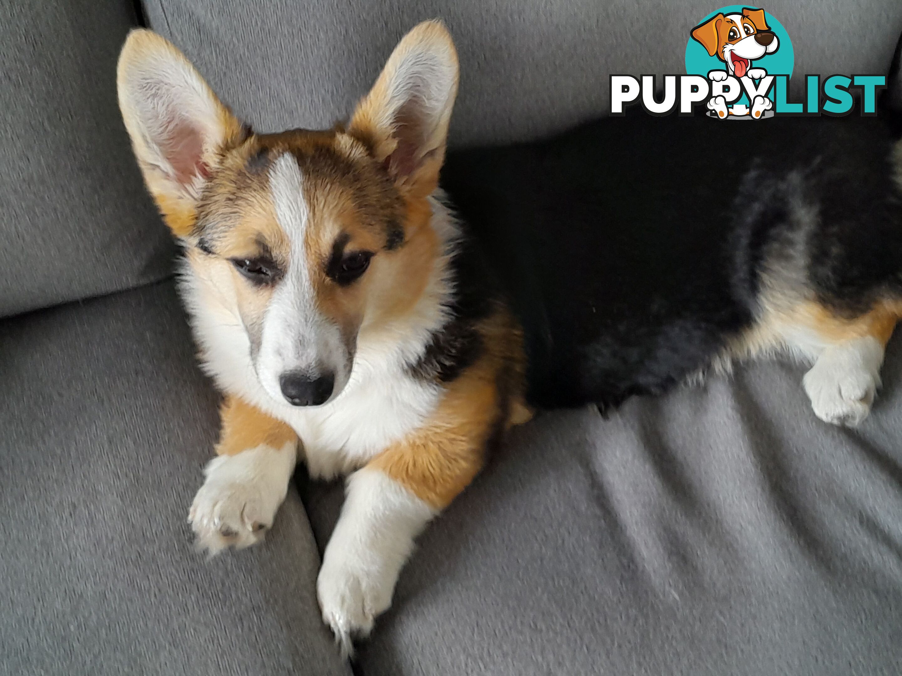 Corgi puppy