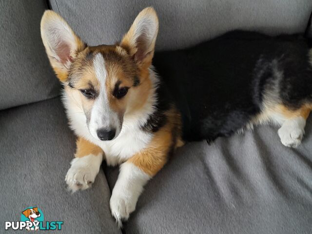 Corgi puppy