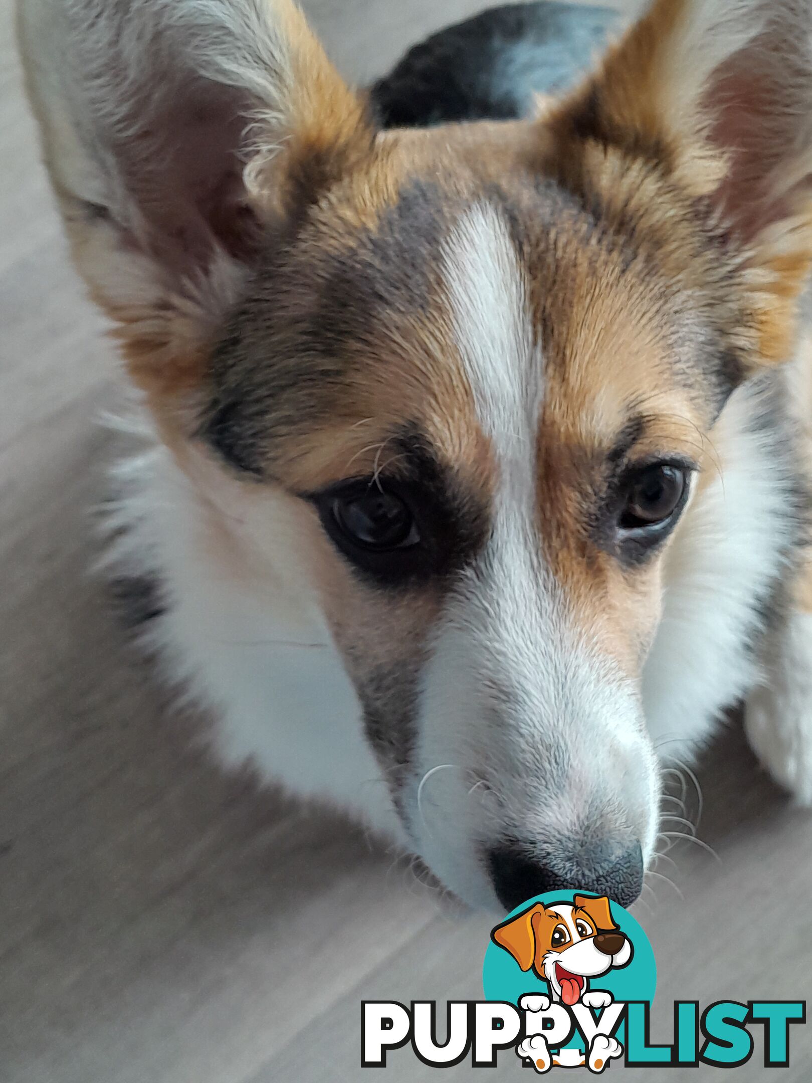 Corgi puppy