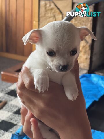 Male smooth coat chihuahuas